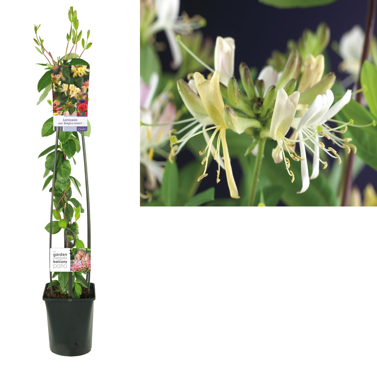 Lonicera periclymenum &
