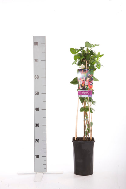 Lonicera per. &