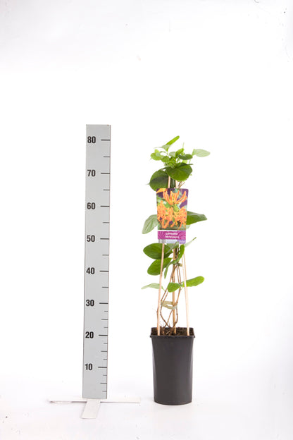 Lonicera tellmanniana C2,5 (2,5 liters kruka) 70 cm