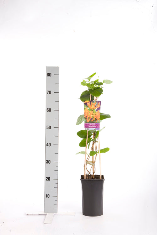 Lonicera tellmanniana C2,5 (2,5 liters kruka) 70 cm