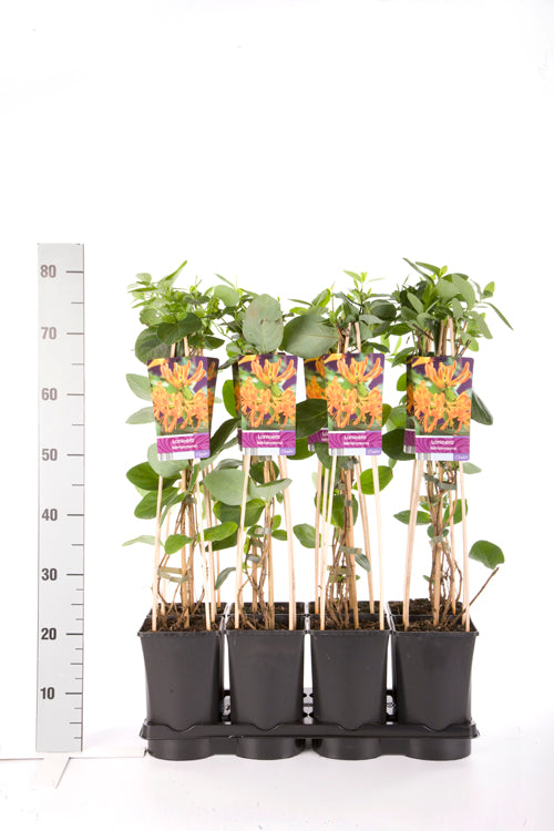 Lonicera tellmanniana C2,5 (2,5 liters kruka) 70 cm