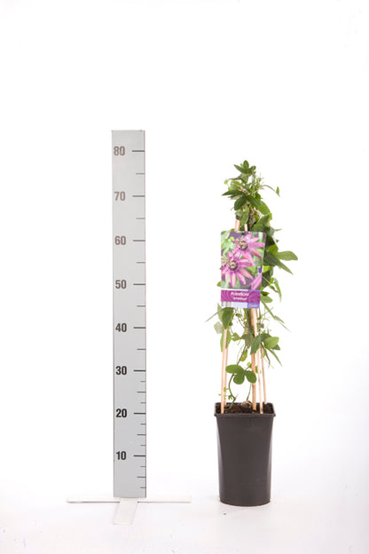 Passiflora &