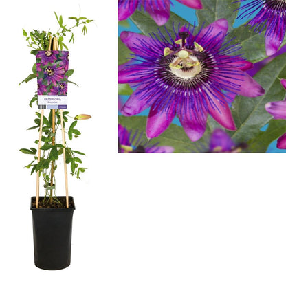 Passiflora &