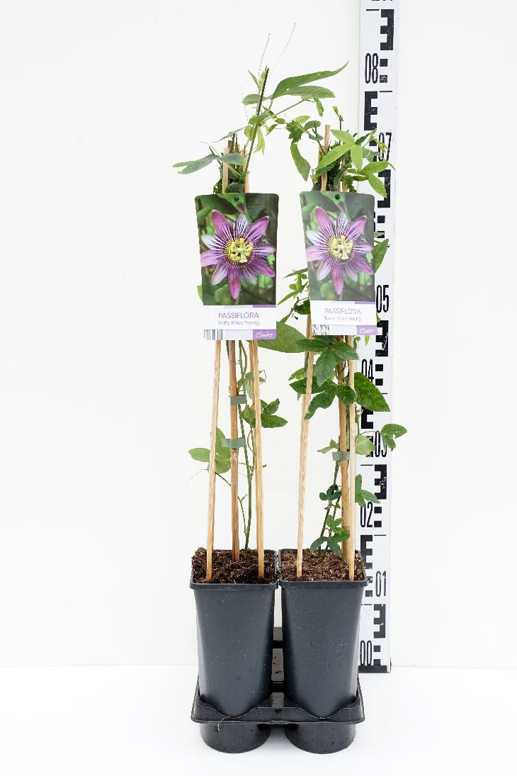 Passiflora &