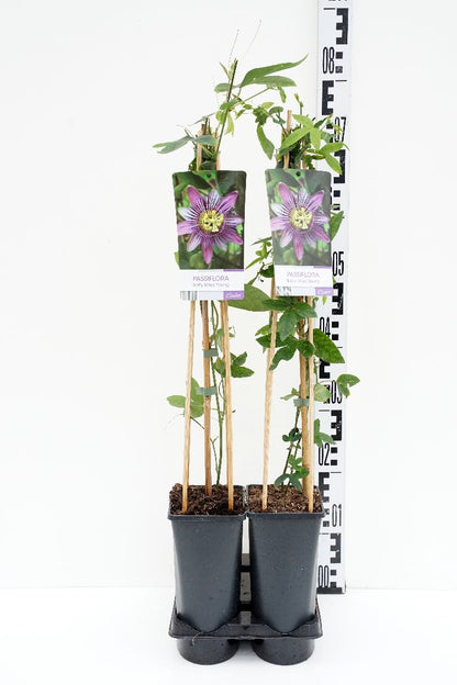 Passiflora &