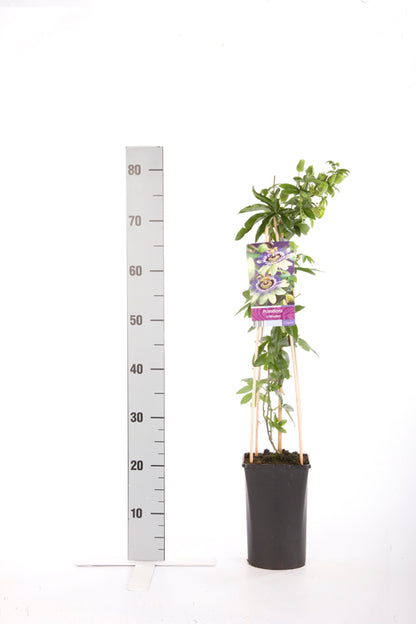 Passiflora caerulea 70 cm, C2,5 (2,5 liters kruka)