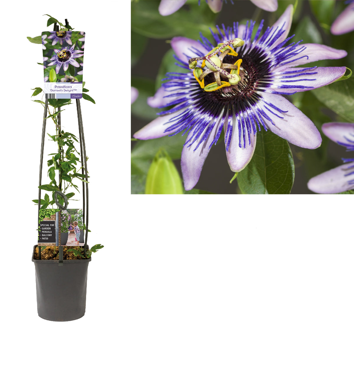 Passiflora c. &
