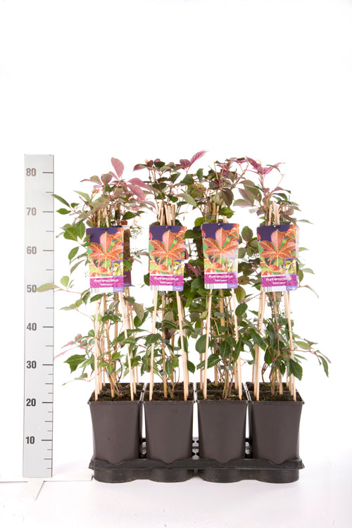 Parthenocissus henryana C2,5 (2,5 liters kruka) 70 cm