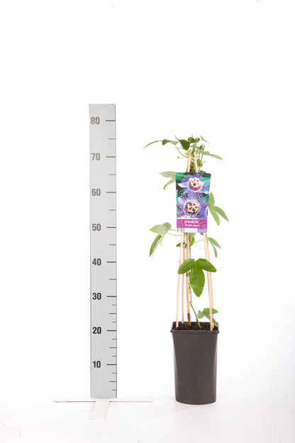 Passiflora &