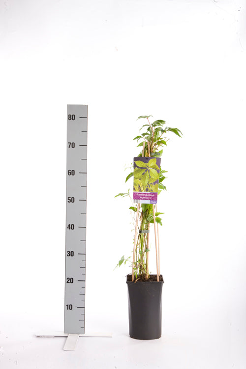 Parthenocissus quinquefolia &