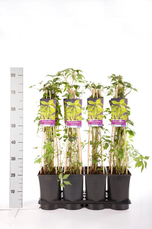 Parthenocissus q. engelmannii C2,5 (2,5 liters kruka) 70 cm