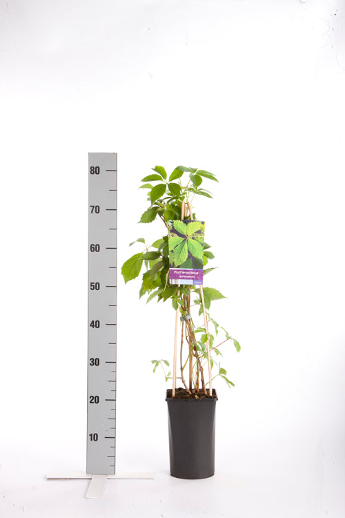 Parthenocissus quinquefolia C2,5 (2,5 liters kruka) 70 cm