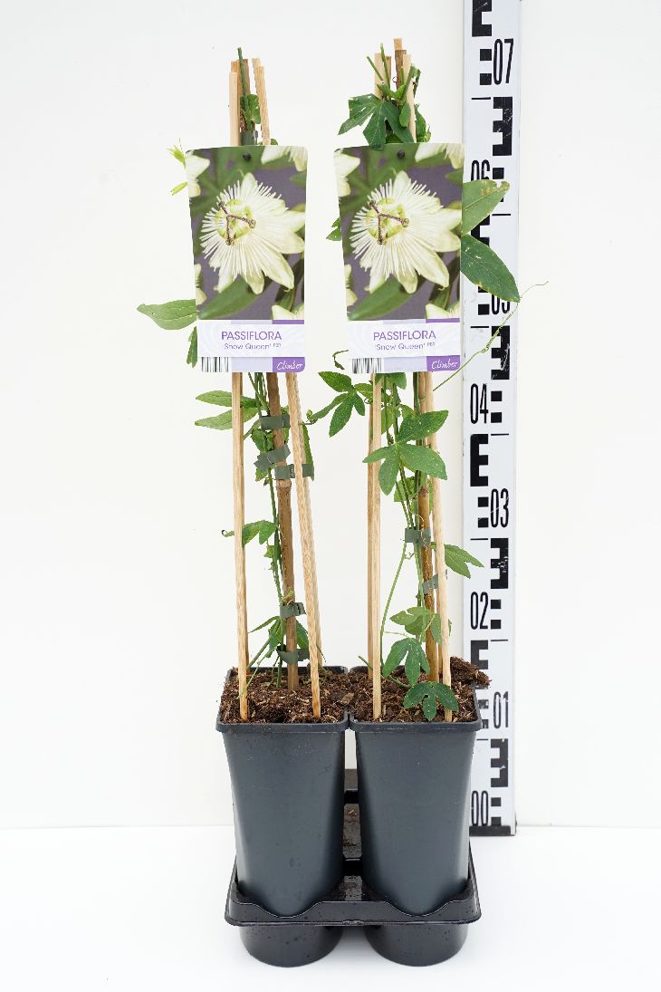 Passiflora &