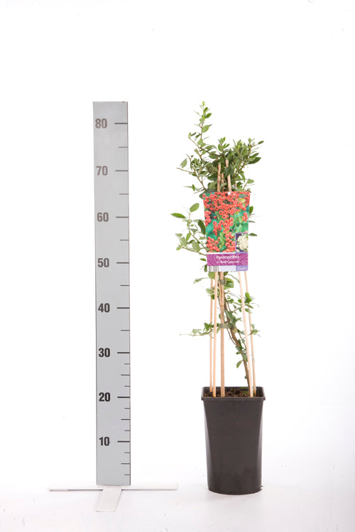 Pyracantha coccinea &