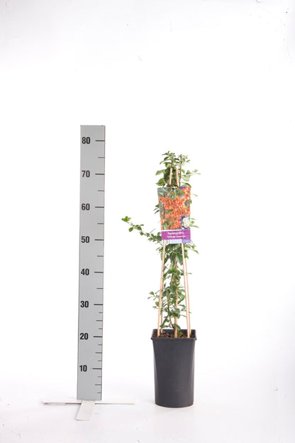 Pyracantha &