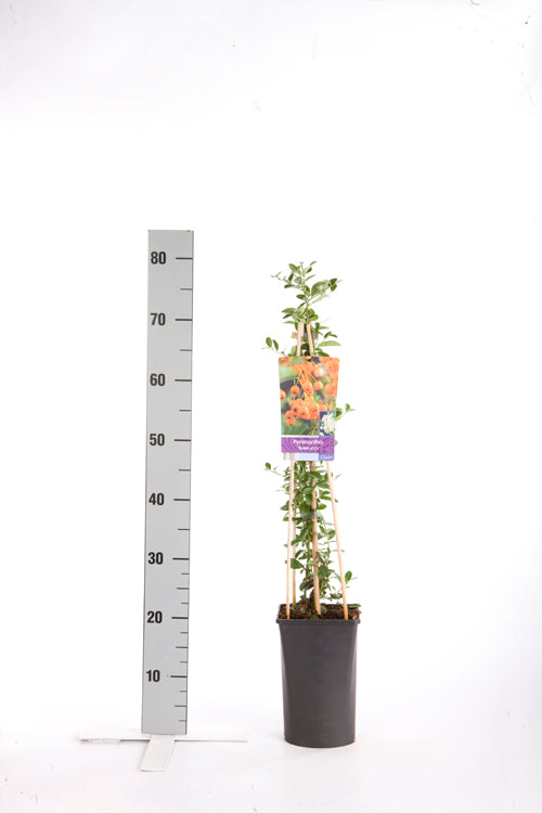 Pyracantha &