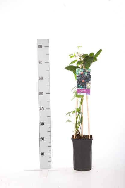 Rubus fruticosus &