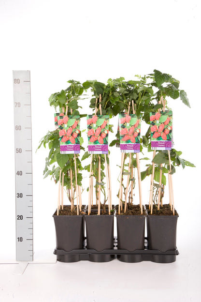 Rubus &