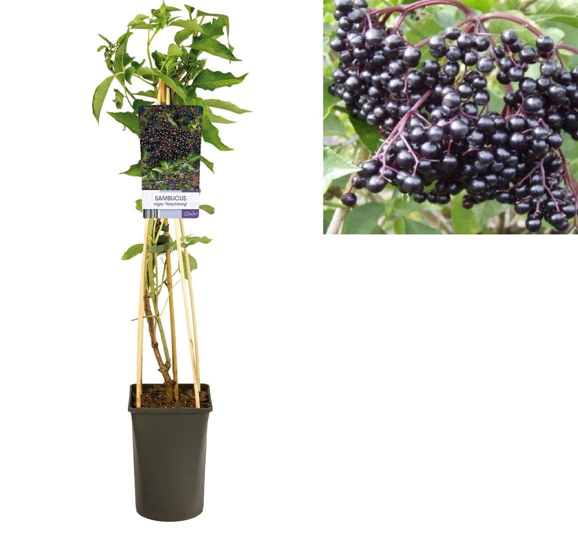 Sambucus nigra &
