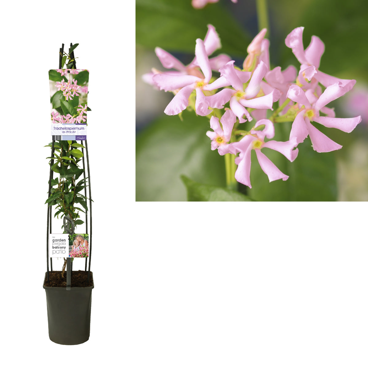 Trachelospermum asiaticum &