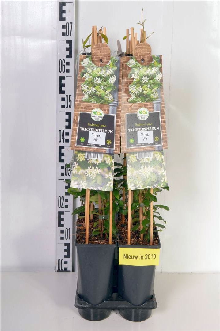 Trachelospermum asiaticum &