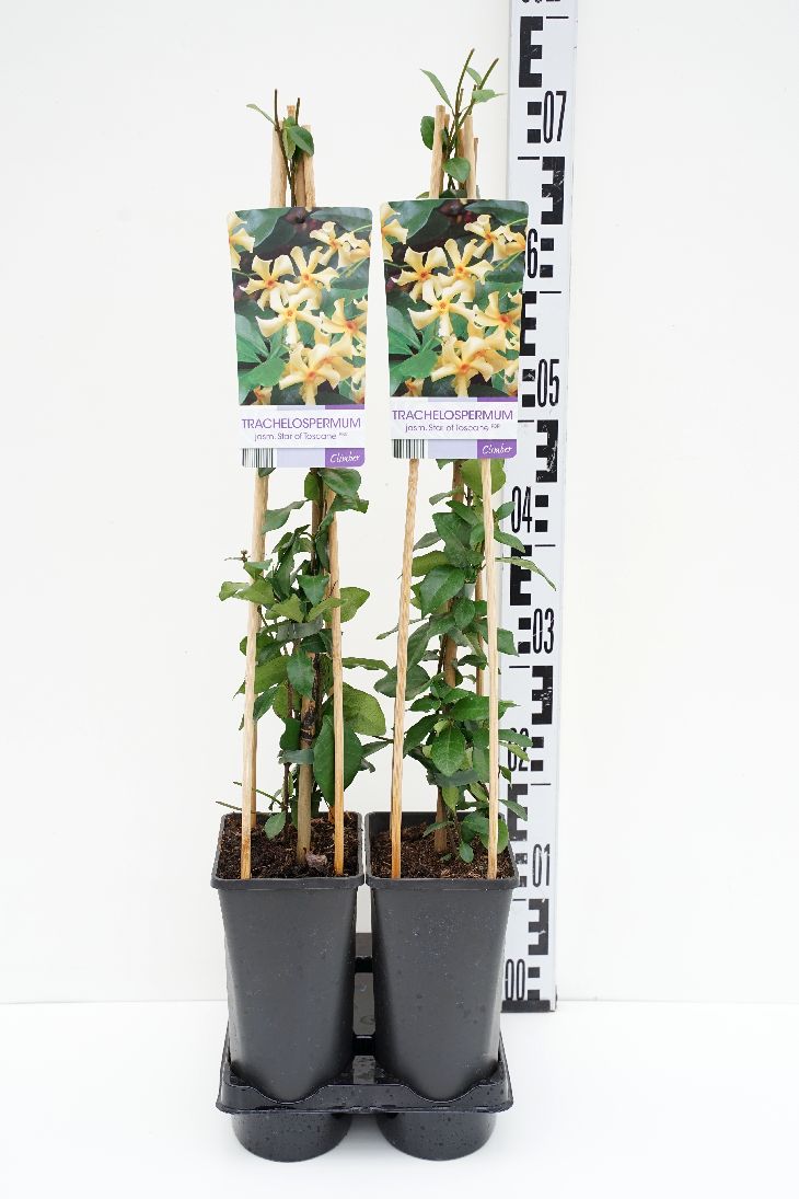 Trachelospermum jasminoides &