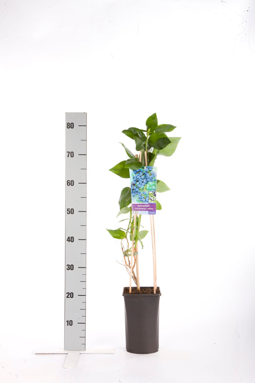Vaccinium corymbosum &