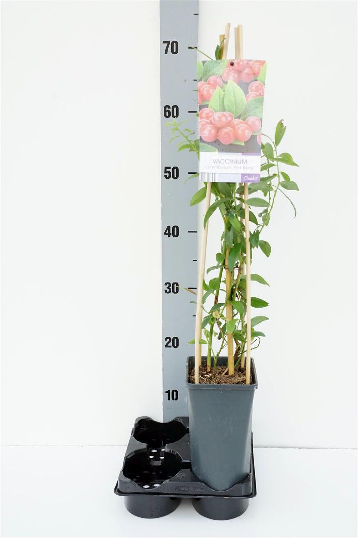 Vaccinium corymbosum &