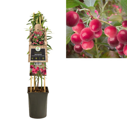 Vaccinium corymbosum &