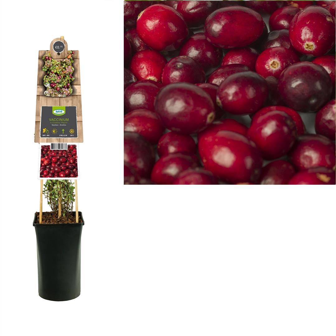 Vaccinium macrocarpon &
