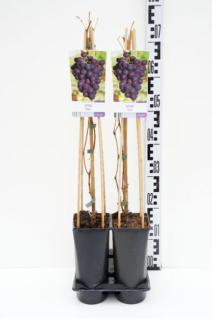 Vitis &