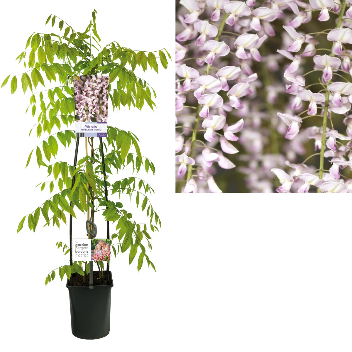 Wisteria floribunda &