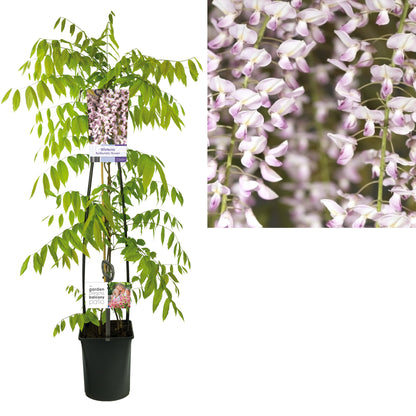 Wisteria floribunda &