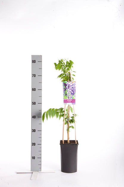 Wisteria sinensis 70 cm, C2,5 (2,5 liters kruka)