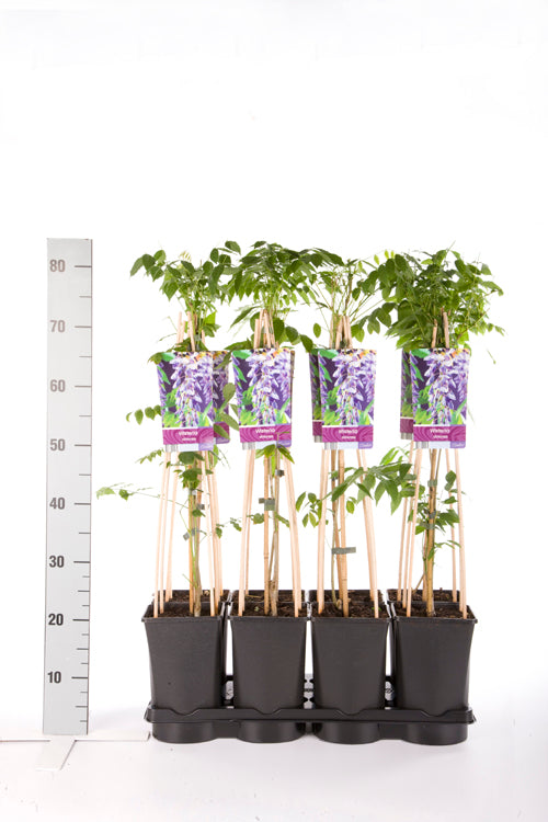 Wisteria sinensis (Kinesiskt blåregn) 70 cm - C2,5 (2,5 liters kruka)
