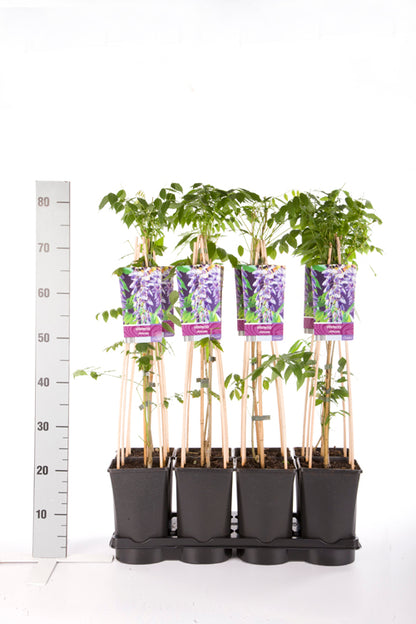 Wisteria sinensis (Kinesiskt blåregn) 70 cm - C2,5 (2,5 liters kruka)