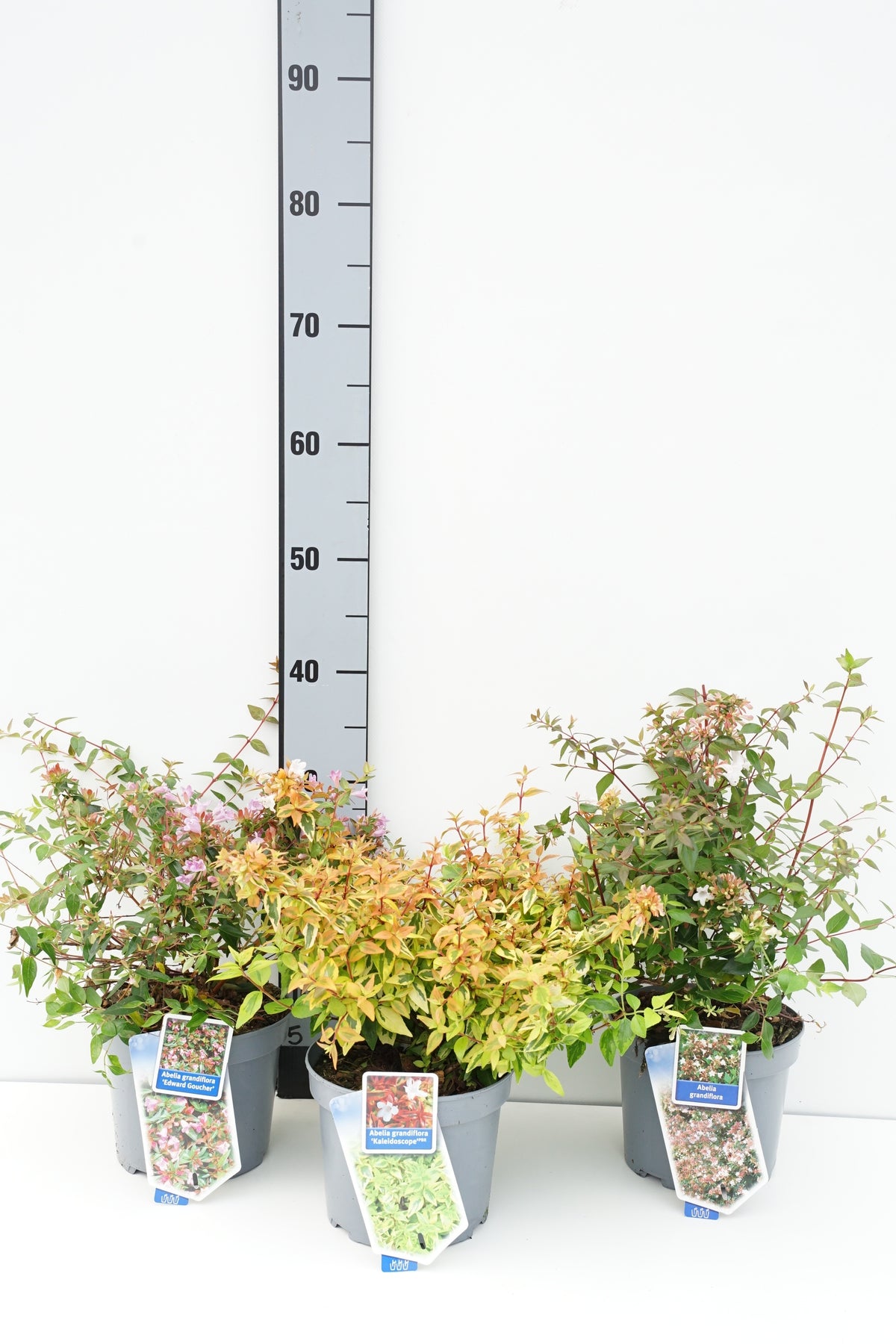 Abelia i sorter C2 (2 liters kruka) 25-30 cm