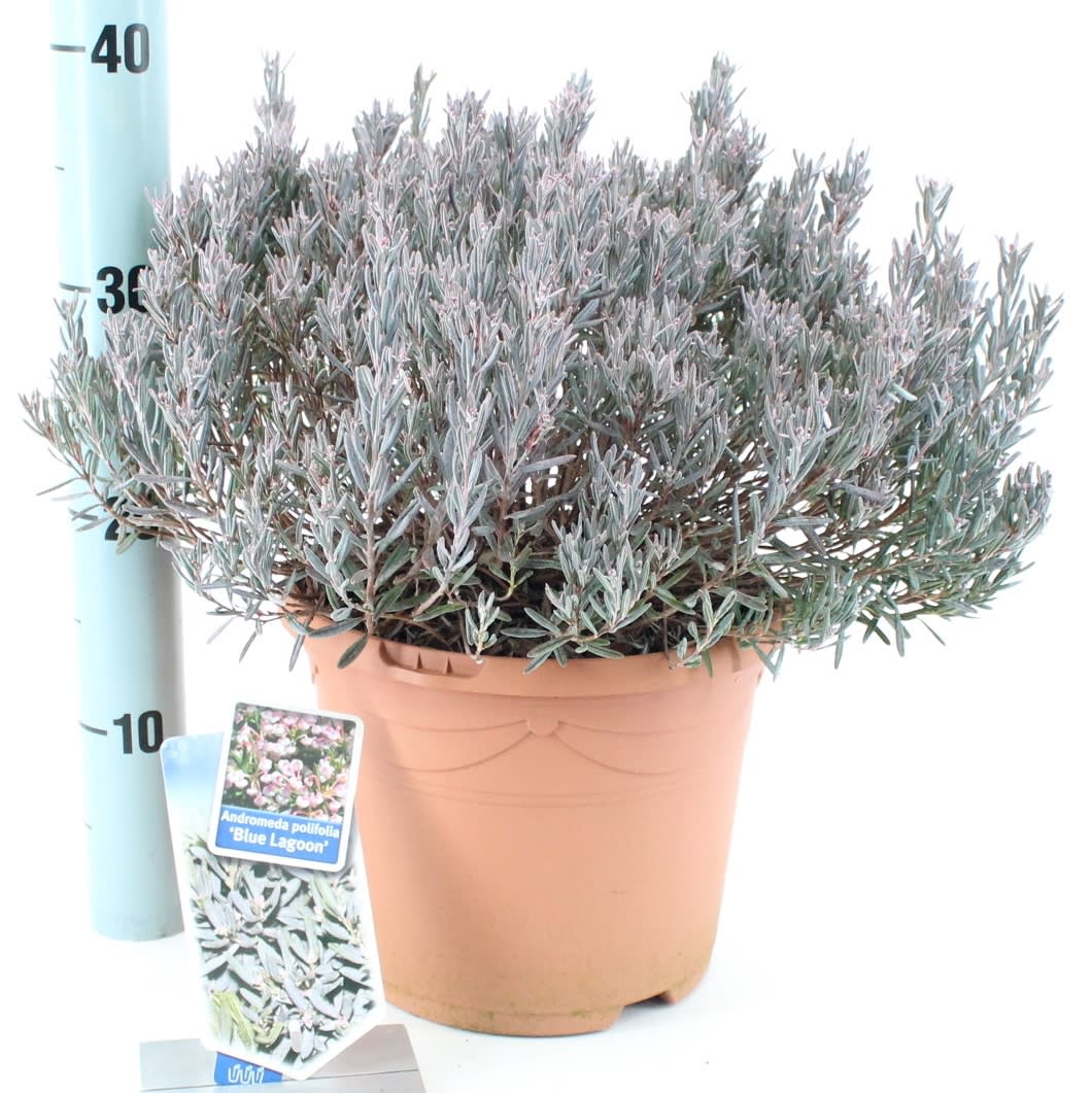 Andromeda i sorter C5 (5 liters kruka) 25-30 cm