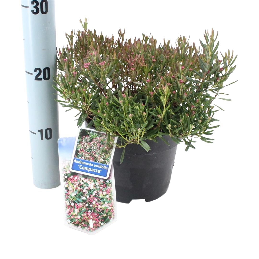 Andromeda polifolia &
