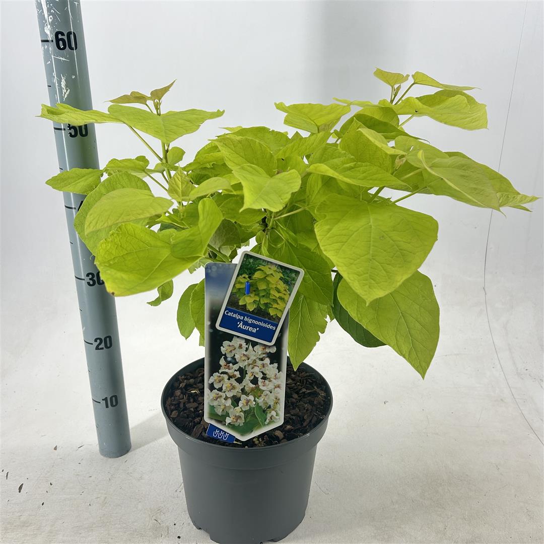 Catalpa bungei 40-50 cm C5 (5 liters kruka)