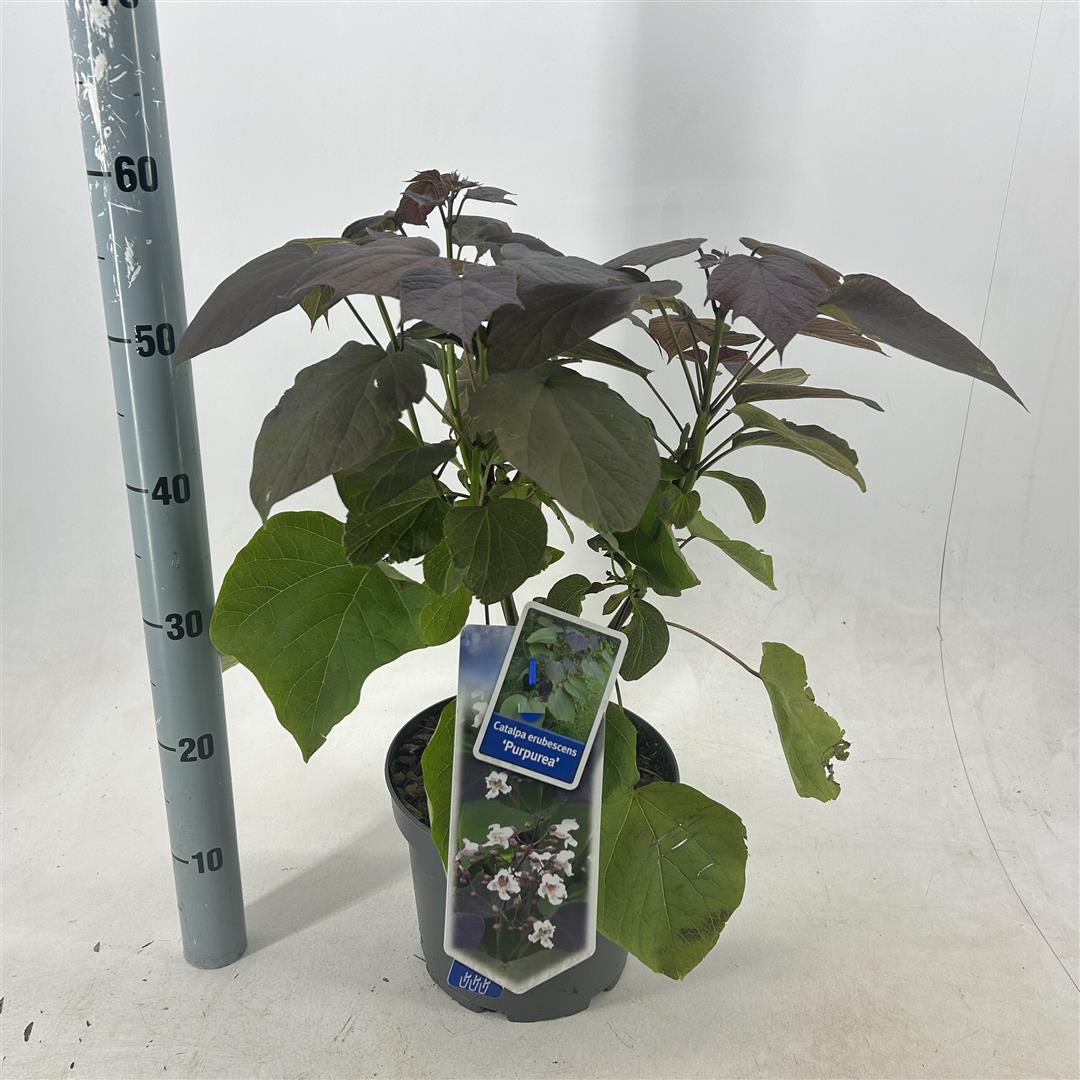 Catalpa erub. &