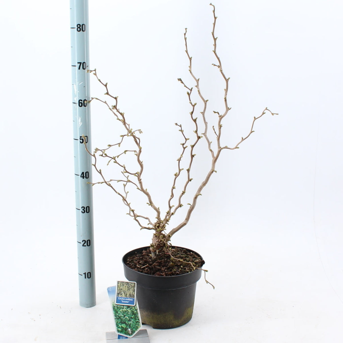 Corylus a. &