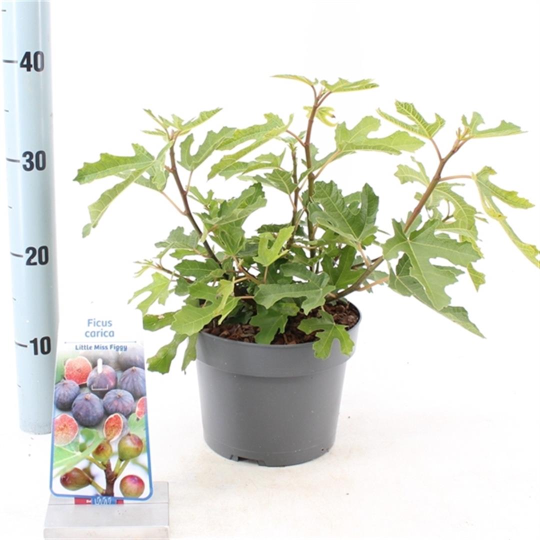Ficus carica &