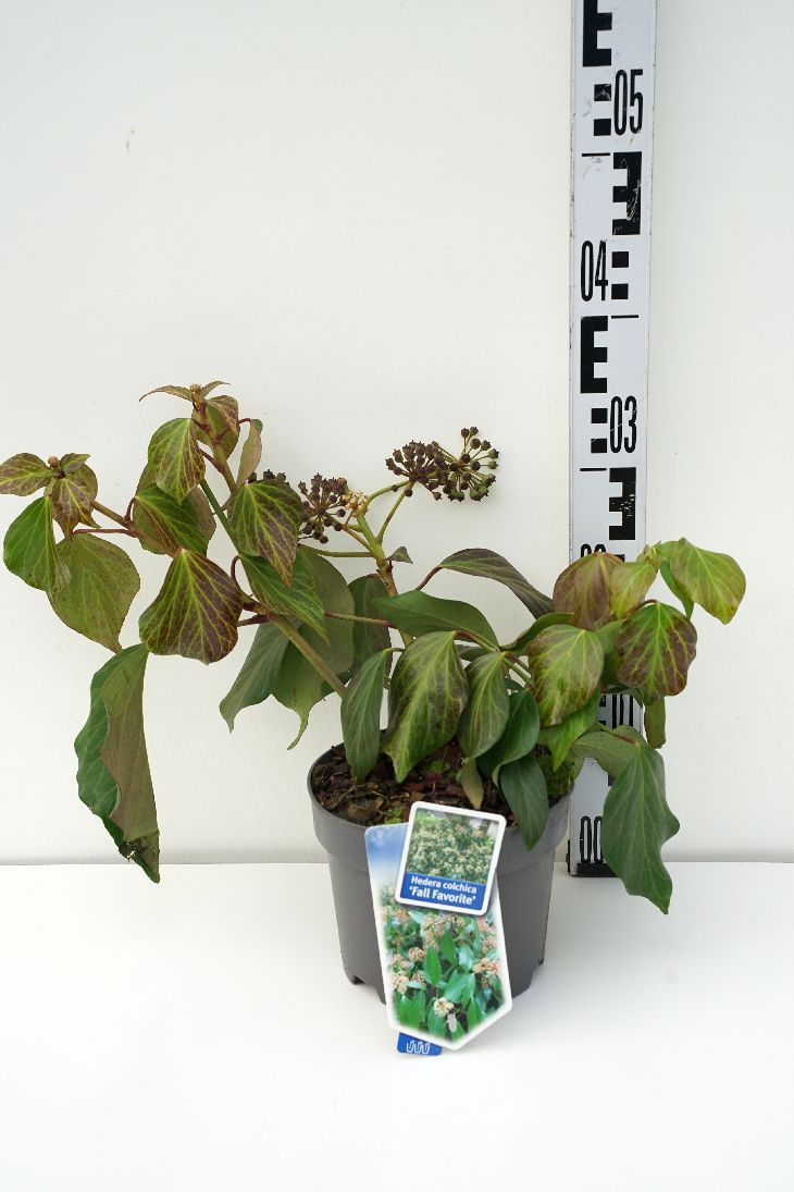 Hedera colchica &