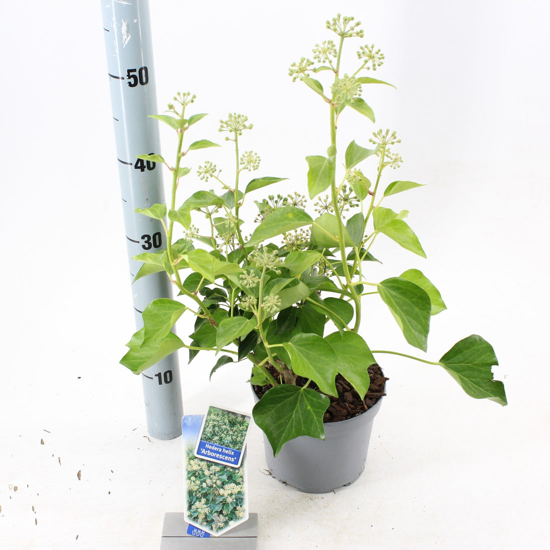 Hedera helix &