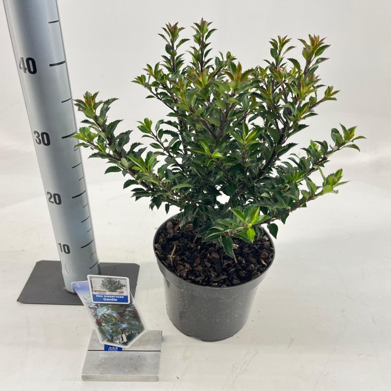 Ilex meserveae &