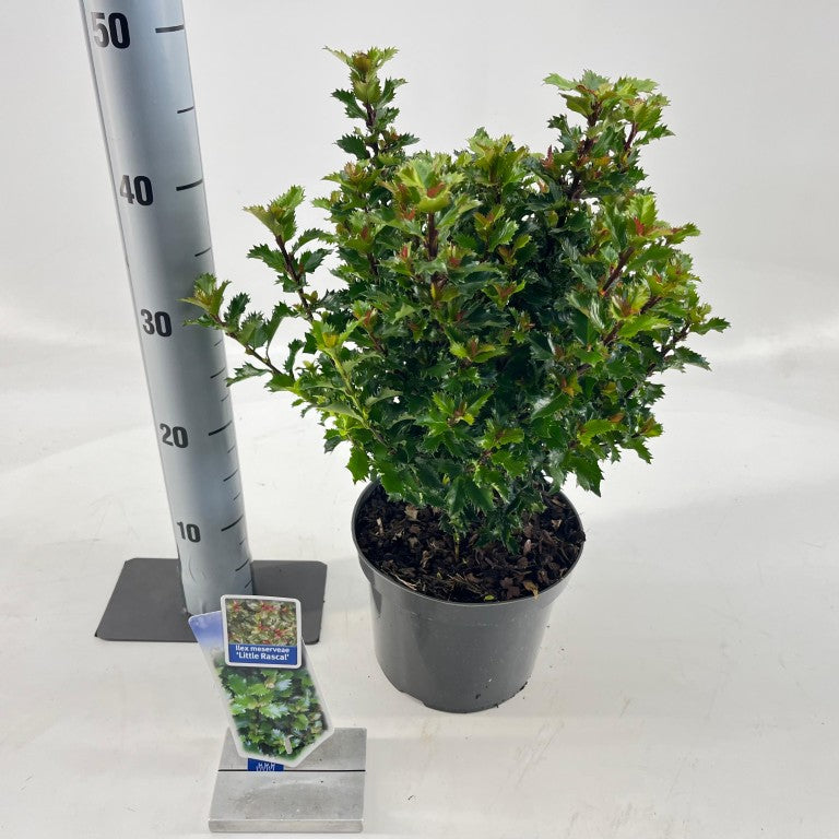Ilex mes. &