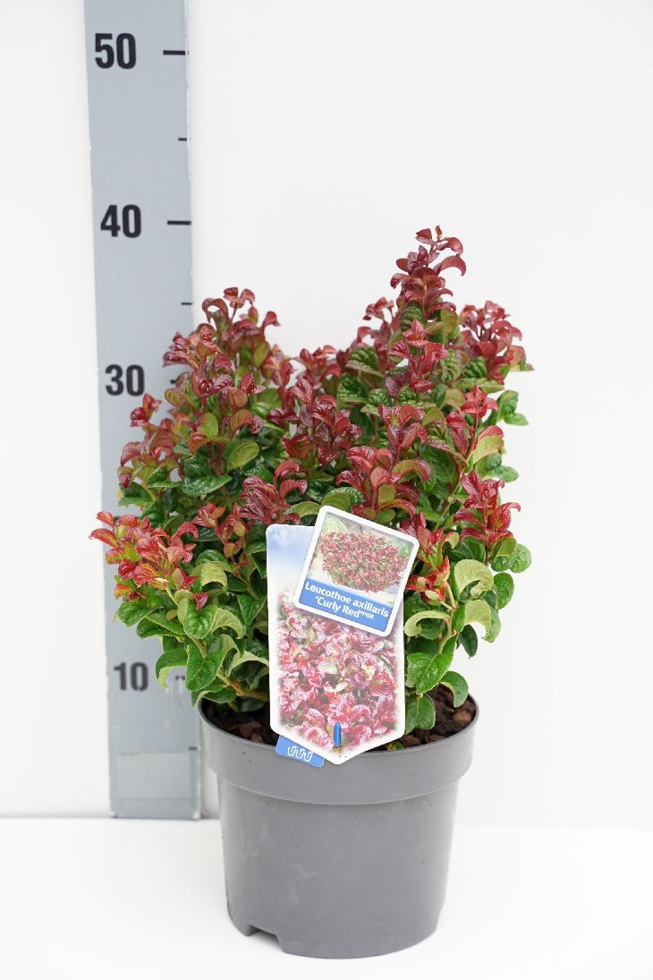 Leucothoe axillaris &