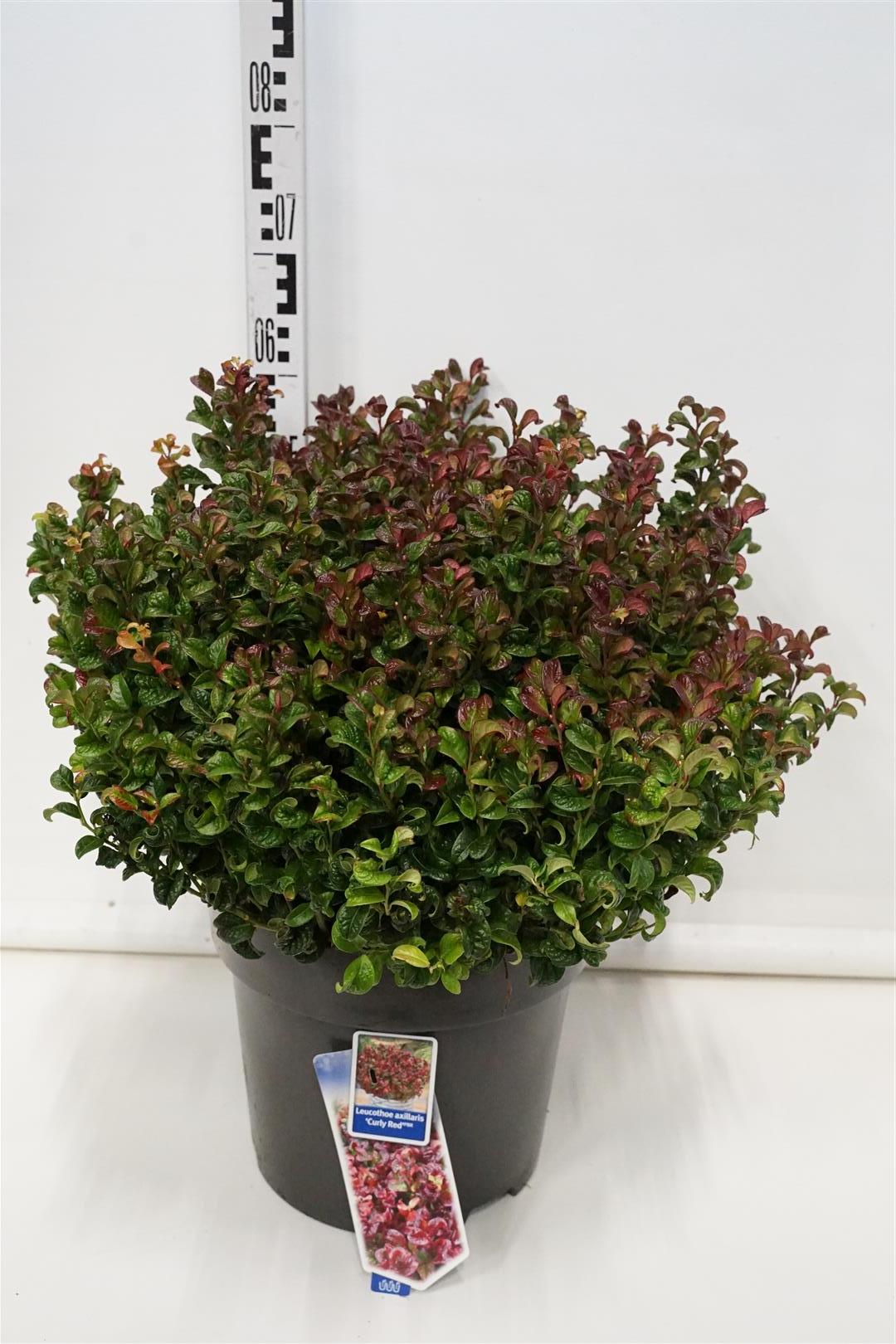 Leucothoe axil. &