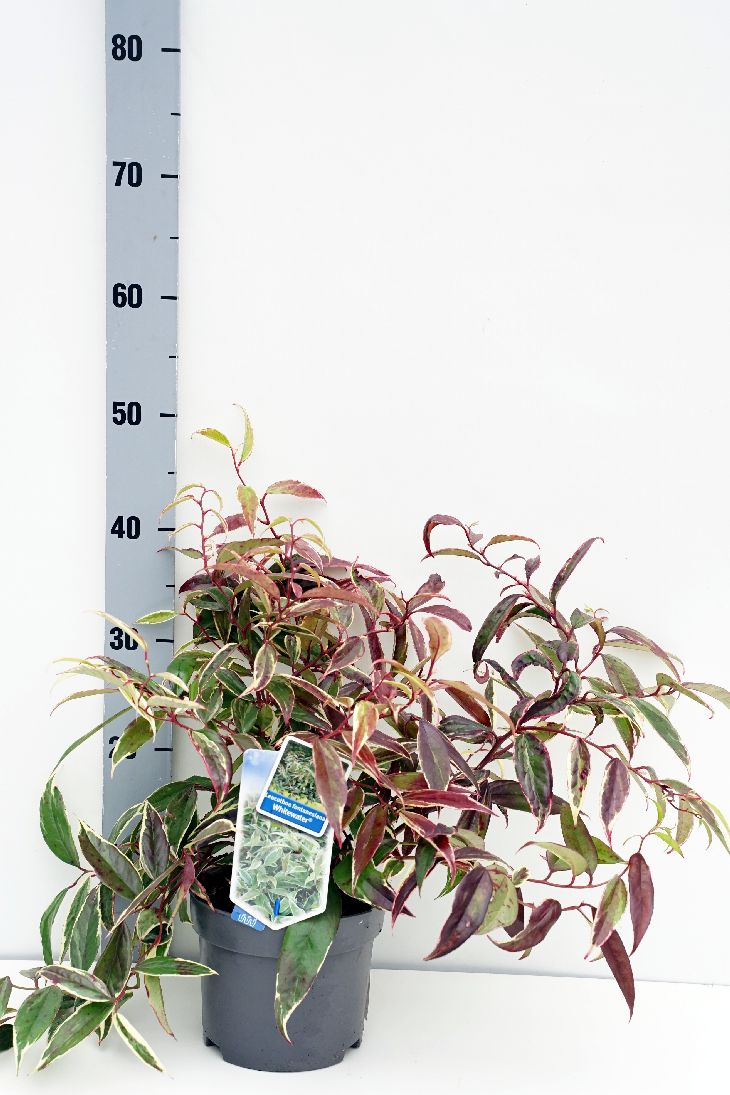 Leucothoe f. &